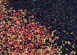 Natural drying of coffee cherries, Alain Rival © Cirad