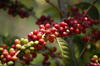 Coffee cherries ©F. Pinard, CIRAD.