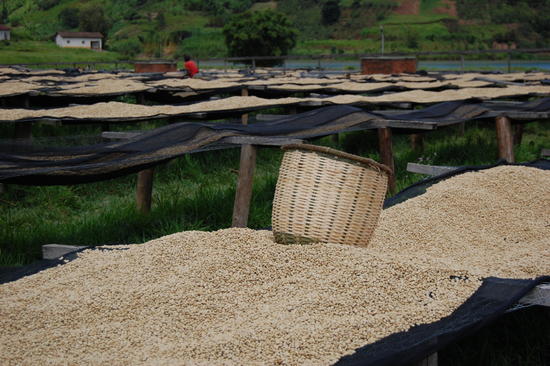 Washed coffee beans sun-drying at a washing station, in western Rwanda ©F. Pinard, CIRAD.